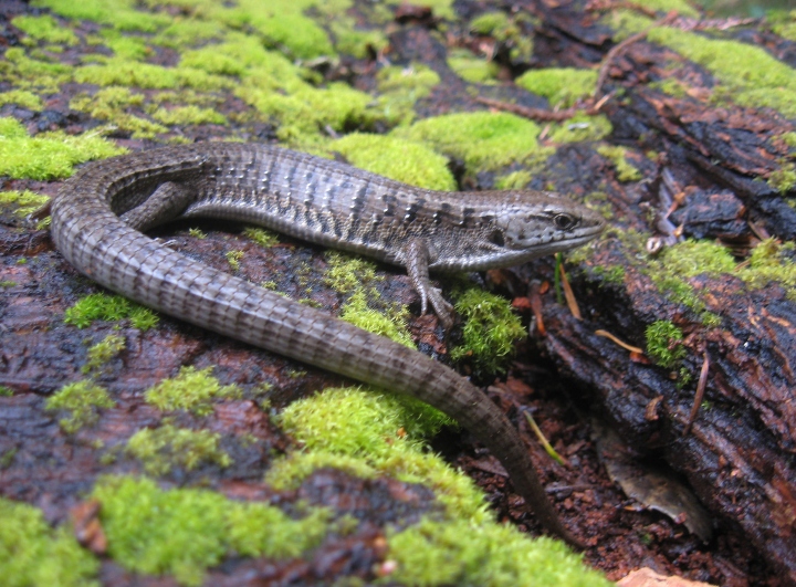 Alligator Lizard